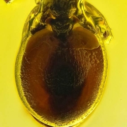 AF01 265 Hymenoptera Formicidae Myrmicinae Cephalotes   Turtle Ant 5