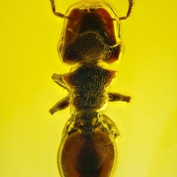 AF01 265 Hymenoptera Formicidae Myrmicinae Cephalotes   Turtle Ant