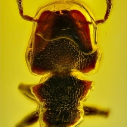 AF01 265 Hymenoptera Formicidae Myrmicinae Cephalotes   Turtle Ant 6