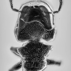 AF01 265 Hymenoptera Formicidae Myrmicinae Cephalotes   Turtle Ant 7