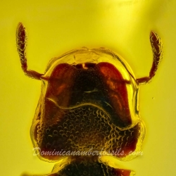 AF01 265 Hymenoptera Formicidae Myrmicinae Cephalotes   Turtle Ant 8