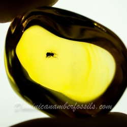 AF01 268 Parasitic Wasp Fossil Inclusion In Dominican Amber 11