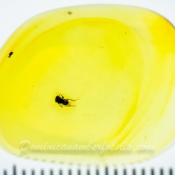 AF01 268 Parasitic Wasp Fossil Inclusion In Dominican Amber 12