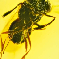 AF01 268 Parasitic Wasp Fossil Inclusion In Dominican Amber 3