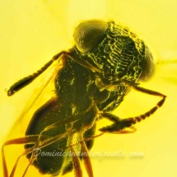 AF01 268 Parasitic Wasp Fossil Inclusion In Dominican Amber 4