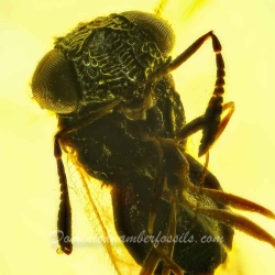 AF01 268 Parasitic Wasp Fossil Inclusion In Dominican Amber 6