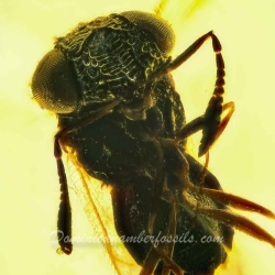 AF01 268 Parasitic Wasp Fossil Inclusion In Dominican Amber 7