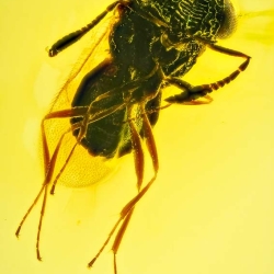 AF01 268 Parasitic Wasp Fossil Inclusion In Dominican Amber