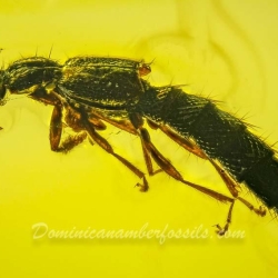 AF01 272 Coleoptera Staphylinidae Paederinae   Rove Beetle