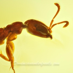 AF01 273 Hymenoptera Formicidae Pseudomyrmecinae  Twig Dwelling Ant 3