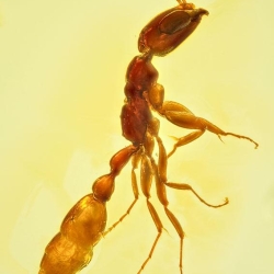 AF01 273 Hymenoptera Formicidae Pseudomyrmecinae  Twig Dwelling Ant 4