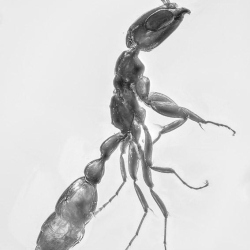 AF01 273 Hymenoptera Formicidae Pseudomyrmecinae  Twig Dwelling Ant 5