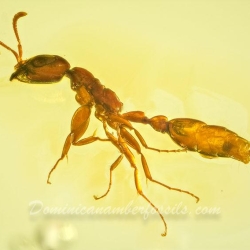 AF01 273 Hymenoptera Formicidae Pseudomyrmecinae  Twig Dwelling Ant 7