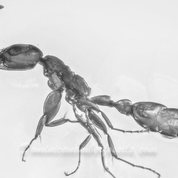 AF01 273 Hymenoptera Formicidae Pseudomyrmecinae  Twig Dwelling Ant 8