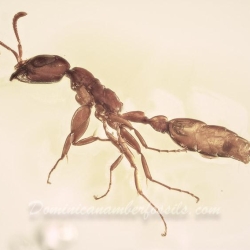 AF01 273 Hymenoptera Formicidae Pseudomyrmecinae  Twig Dwelling Ant 9