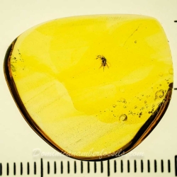 AF01 274 Parasitic Wasp 11