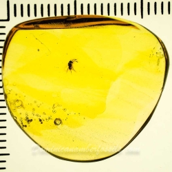 AF01 274 Parasitic Wasp 12