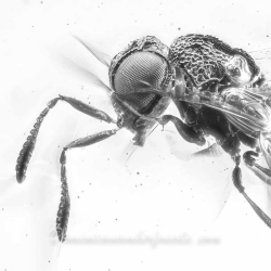 AF01 274 Parasitic Wasp 3