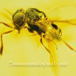 AF01 274 Parasitic Wasp 4