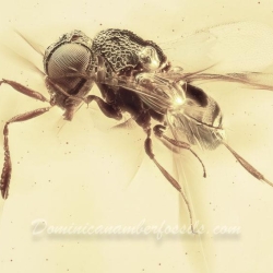 AF01 274 Parasitic Wasp 5