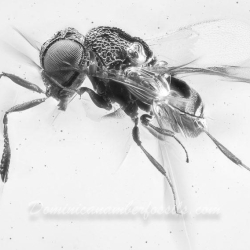 AF01 274 Parasitic Wasp 6