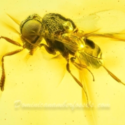 AF01 274 Parasitic Wasp