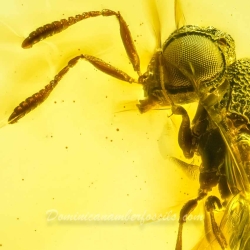 AF01 274 Parasitic Wasp 7