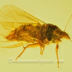 AF01 275 Psyllidae 3