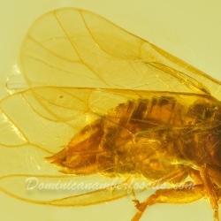 AF01 275 Psyllidae 4