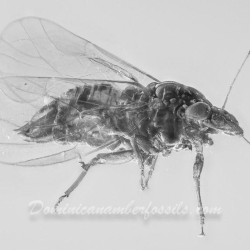 AF01 275 Psyllidae 6