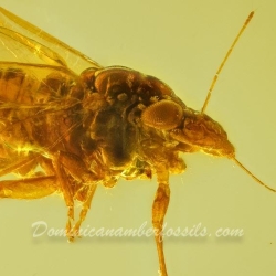 AF01 275 Psyllidae 7