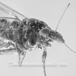 AF01 275 Psyllidae 8