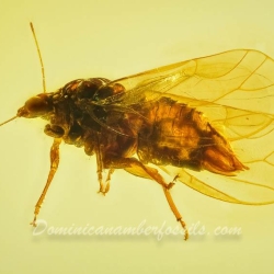 AF01 275 Psyllidae