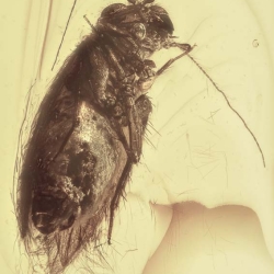 AF01 276 Psocoptera 2