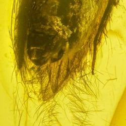 AF01 276 Psocoptera 4