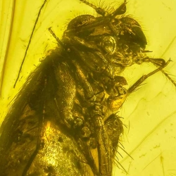 AF01 276 Psocoptera 5