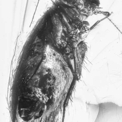 AF01 276 Psocoptera 6