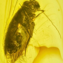 AF01 276 Psocoptera