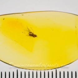 AF01 278 Coleoptera Brentidae Apioninae   Pear Shaped Weevil 10