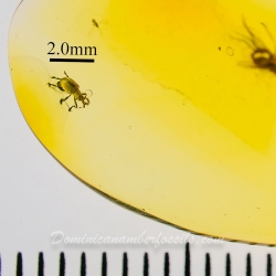 AF01 278 Coleoptera Brentidae Apioninae   Pear Shaped Weevil 11