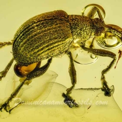 AF01 278 Coleoptera Brentidae Apioninae   Pear Shaped Weevil 2