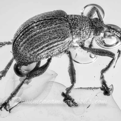 AF01 278 Coleoptera Brentidae Apioninae   Pear Shaped Weevil 3