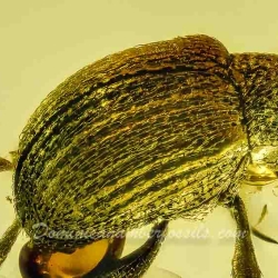 AF01 278 Coleoptera Brentidae Apioninae   Pear Shaped Weevil 4