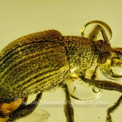 AF01 278 Coleoptera Brentidae Apioninae   Pear Shaped Weevil 5