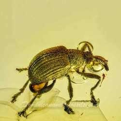 AF01 278 Coleoptera Brentidae Apioninae   Pear Shaped Weevil