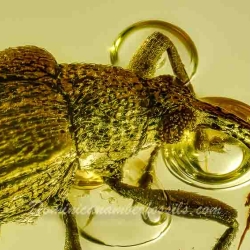 AF01 278 Coleoptera Brentidae Apioninae   Pear Shaped Weevil 6