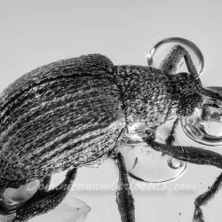 AF01 278 Coleoptera Brentidae Apioninae   Pear Shaped Weevil 7