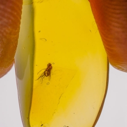 AF01 278 Coleoptera Brentidae Apioninae   Pear Shaped Weevil 8