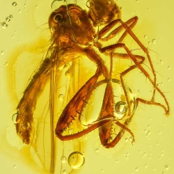 AF01 280 Diptera Empididae   Dance Fly 3