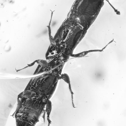 AF01 282 Coleoptera Zopheridae Colydiinae   Cylindrical Bark Beetle 2